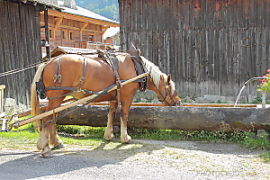 tour de Morzine en traineau
